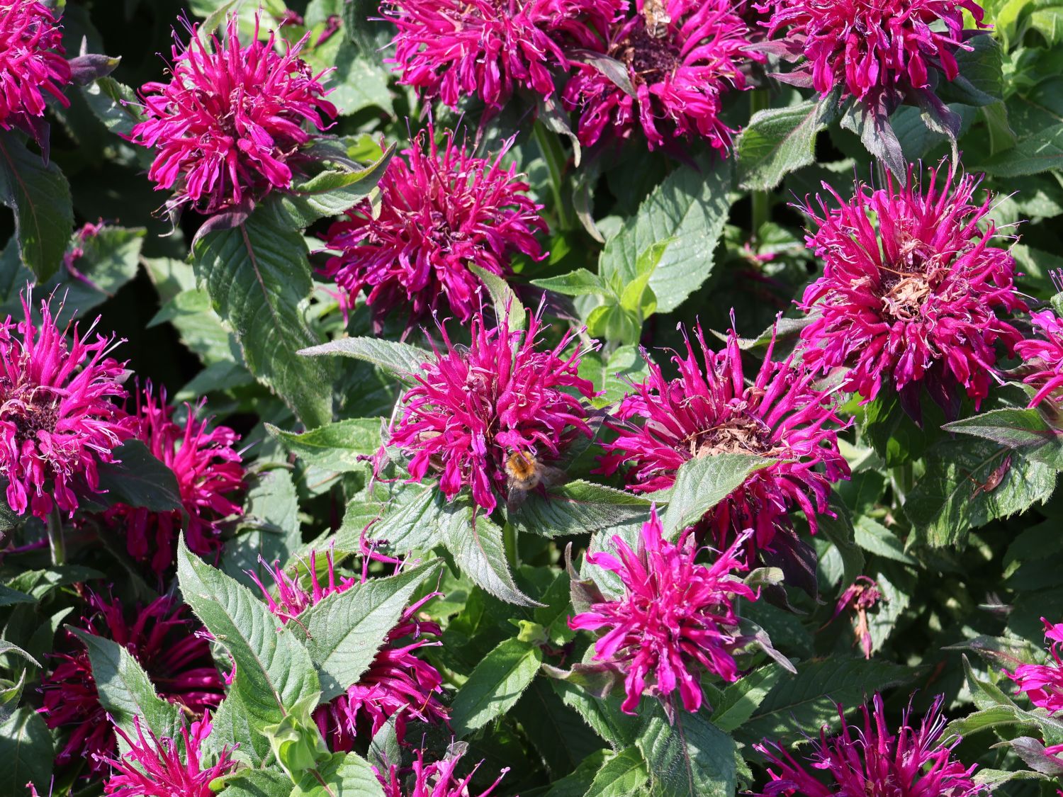 Niedrige Indianernessel 'Balmy Purple' - Monarda didyma 'Balmy Purple'