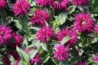 Niedrige Indianernessel 'Balmy Purple' - Monarda didyma 'Balmy Purple'