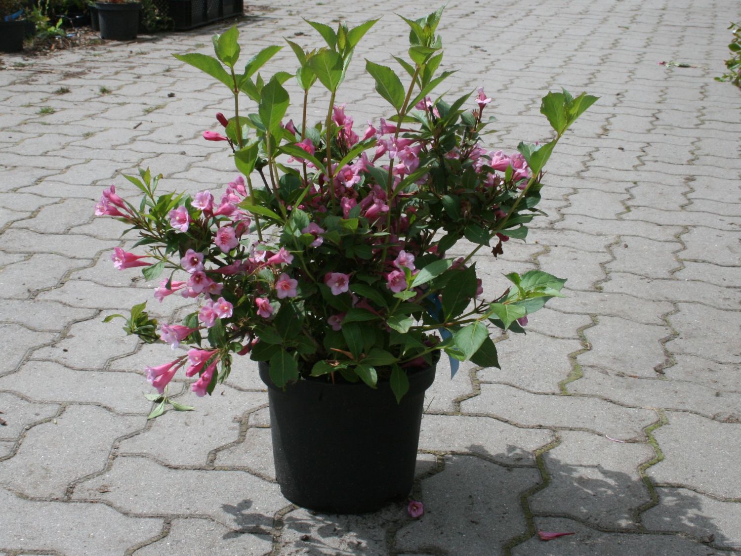 Niedrige Weigelie 'Minuet' Weigela 'Minuet' Baumschule Horstmann