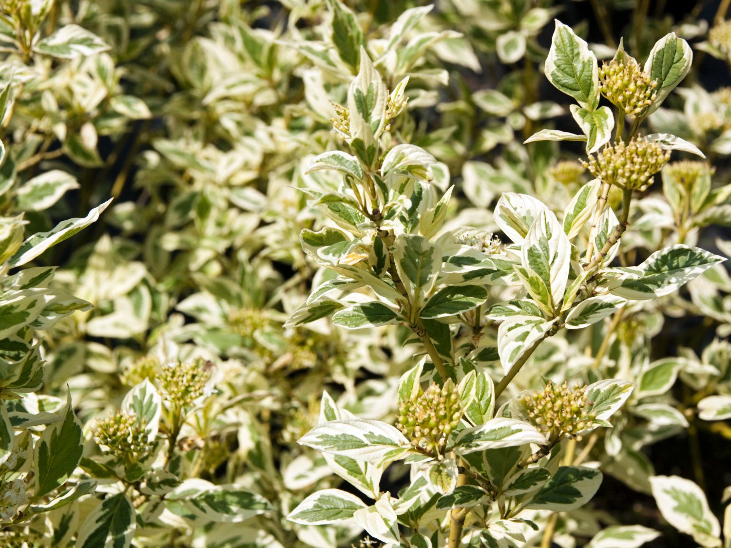 Niedriger Rotholz-Hartriegel 'White Gold'