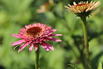 Niedriger Scheinsonnenhut 'Butterfly Kisses' ® - Echinacea purpurea 'Butterfly Kisses' ®