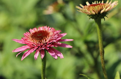 Niedriger Scheinsonnenhut 'Butterfly Kisses' ® - Echinacea purpurea 'Butterfly Kisses' ®
