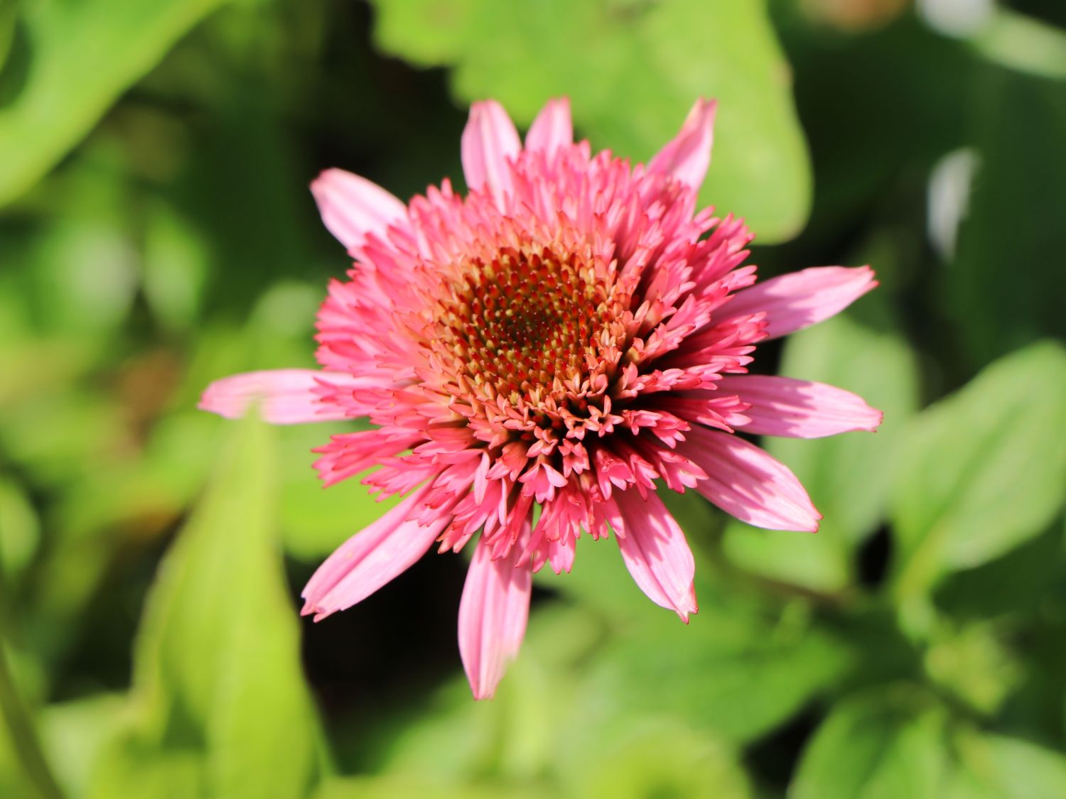 Niedriger Scheinsonnenhut 'Butterfly Kisses' ® - Echinacea purpurea 'Butterfly Kisses' ®