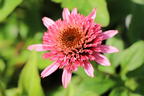 Niedriger Scheinsonnenhut 'Butterfly Kisses' ® - Echinacea purpurea 'Butterfly Kisses' ®