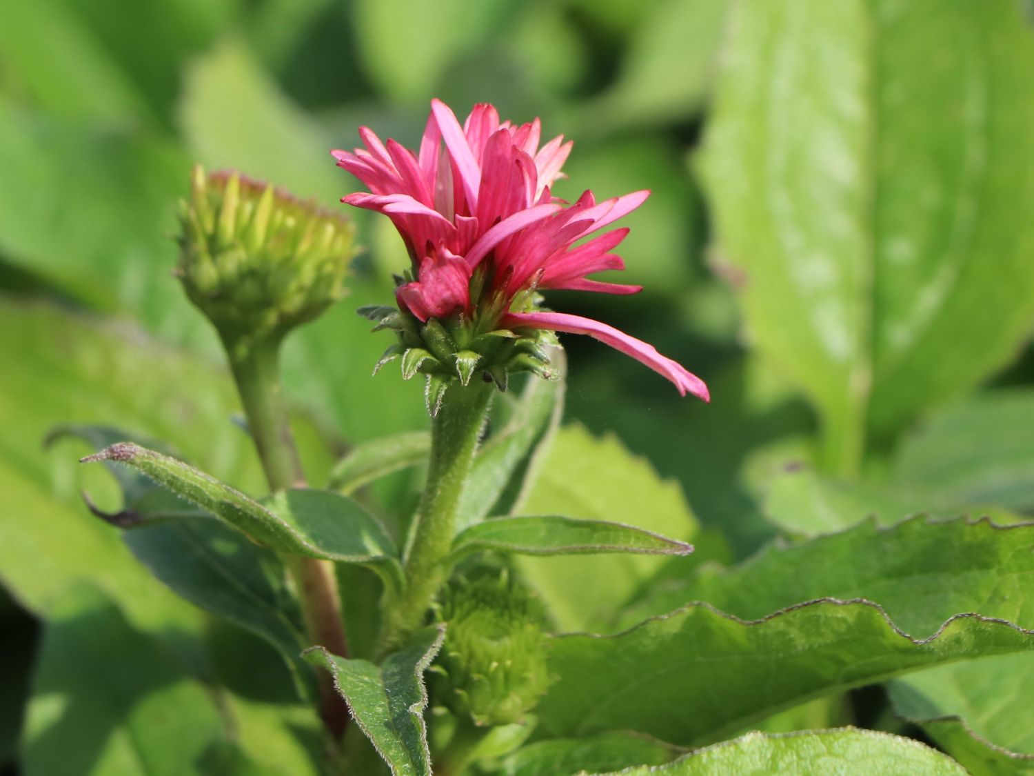 Niedriger Scheinsonnenhut 'Butterfly Kisses' ® - Echinacea purpurea 'Butterfly Kisses' ®