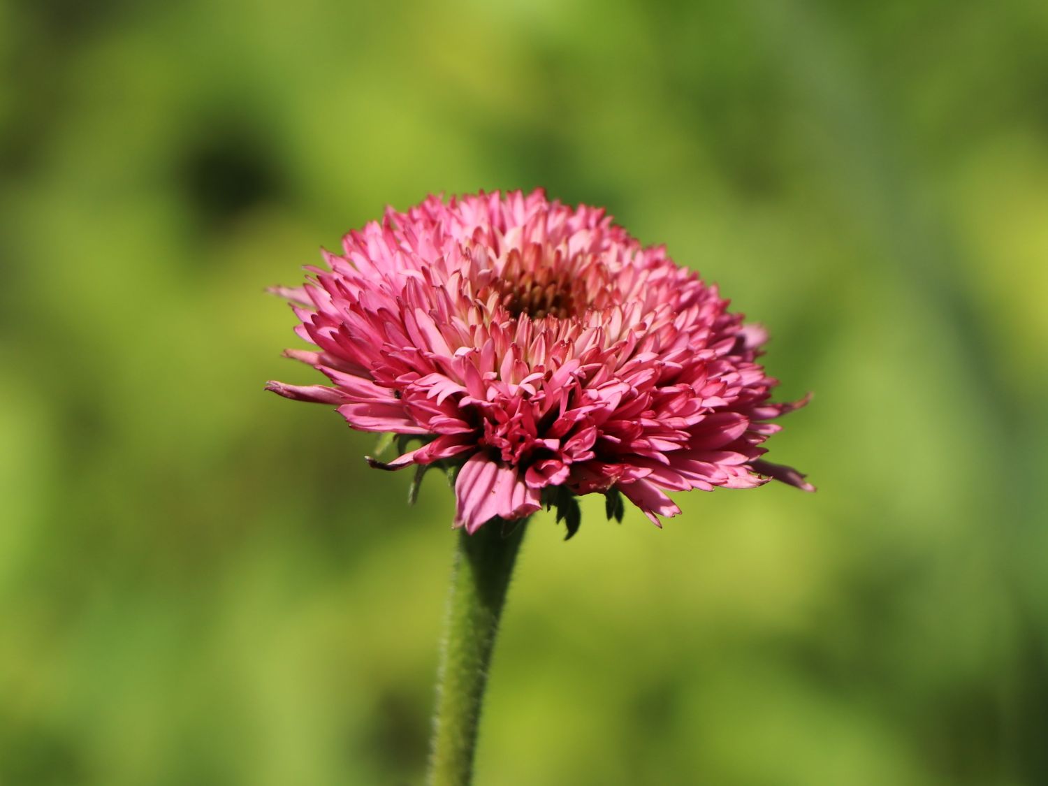 Niedriger Scheinsonnenhut 'Butterfly Kisses' ® - Echinacea purpurea 'Butterfly Kisses' ®