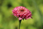 Niedriger Scheinsonnenhut 'Butterfly Kisses' ® - Echinacea purpurea 'Butterfly Kisses' ®