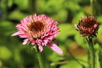 Niedriger Scheinsonnenhut 'Butterfly Kisses' ® - Echinacea purpurea 'Butterfly Kisses' ®