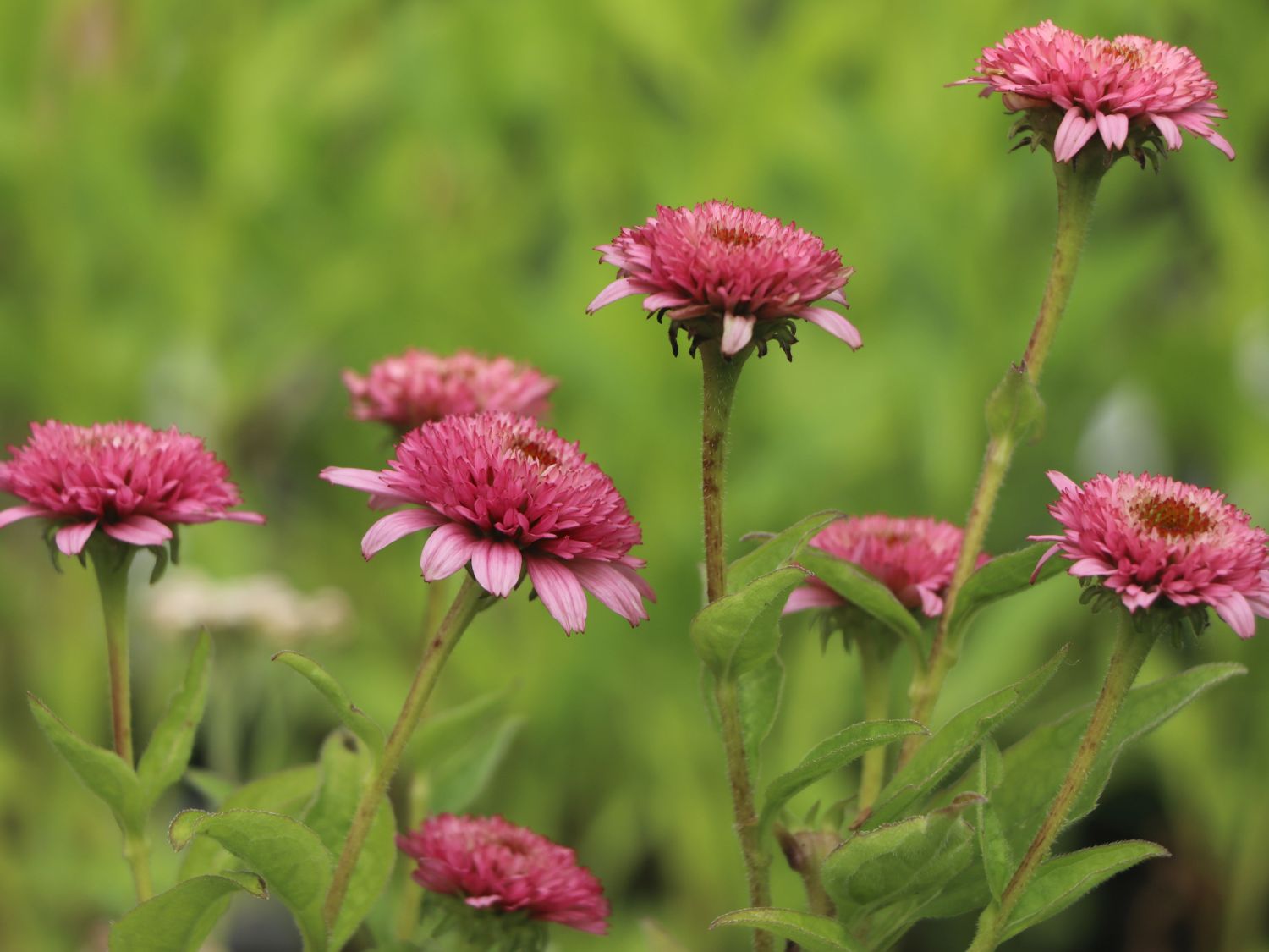 Niedriger Scheinsonnenhut 'Butterfly Kisses' ® - Echinacea purpurea 'Butterfly Kisses' ®