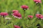 Niedriger Scheinsonnenhut 'Butterfly Kisses' ® - Echinacea purpurea 'Butterfly Kisses' ®