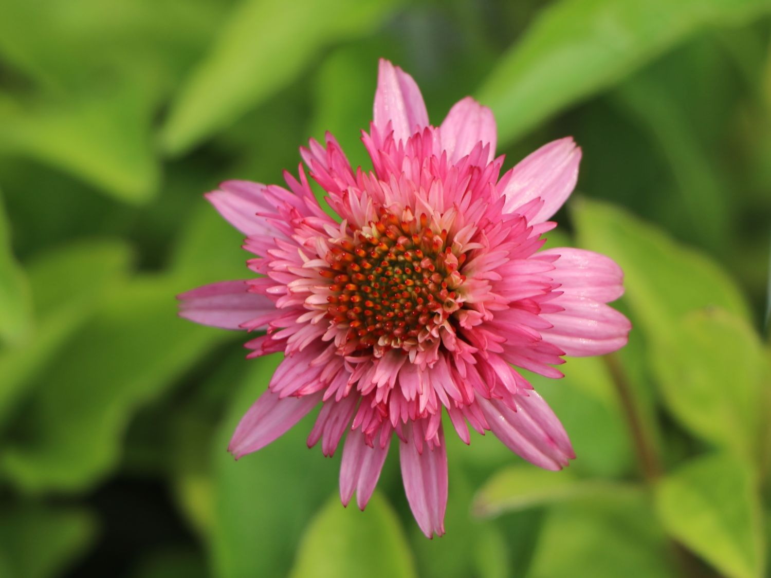 Niedriger Scheinsonnenhut 'Butterfly Kisses' ® - Echinacea purpurea 'Butterfly Kisses' ®