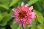 Niedriger Scheinsonnenhut 'Butterfly Kisses' ® - Echinacea purpurea 'Butterfly Kisses' ®