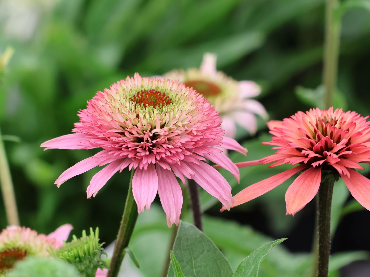 Niedriger Scheinsonnenhut 'Butterfly Kisses' ® - Echinacea purpurea 'Butterfly Kisses' ®