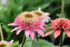 Niedriger Scheinsonnenhut 'Butterfly Kisses' ® - Echinacea purpurea 'Butterfly Kisses' ®