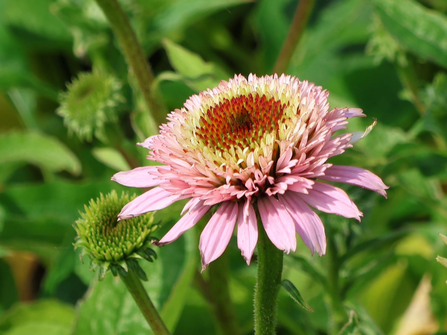 Niedriger Scheinsonnenhut 'Butterfly Kisses' ® - Echinacea purpurea 'Butterfly Kisses' ®
