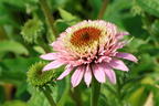 Niedriger Scheinsonnenhut 'Butterfly Kisses' ® - Echinacea purpurea 'Butterfly Kisses' ®