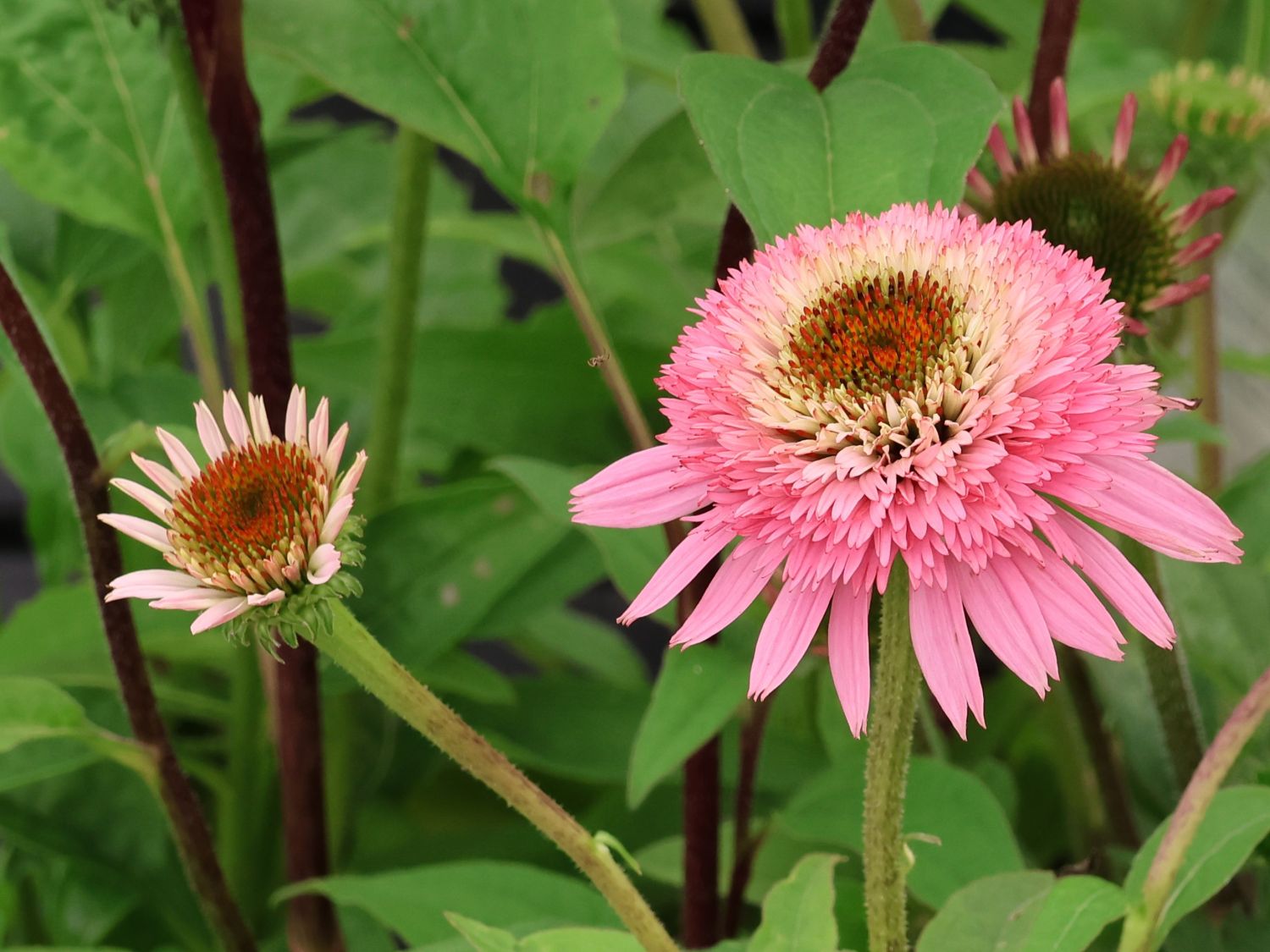 Niedriger Scheinsonnenhut 'Butterfly Kisses' ® - Echinacea purpurea 'Butterfly Kisses' ®