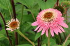 Niedriger Scheinsonnenhut 'Butterfly Kisses' ® - Echinacea purpurea 'Butterfly Kisses' ®
