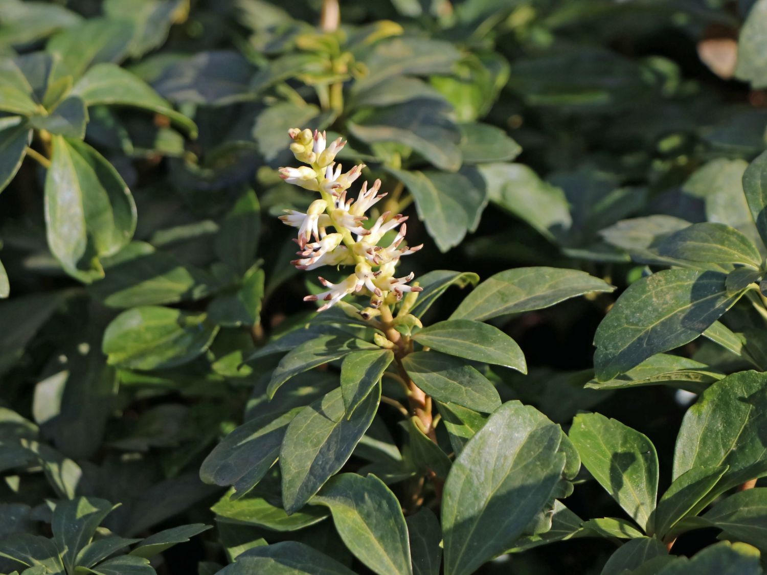 Niedriges Dickmännchen / Niedriges Schattengrün 'Compacta' - Pachysandra terminalis 'Compacta'