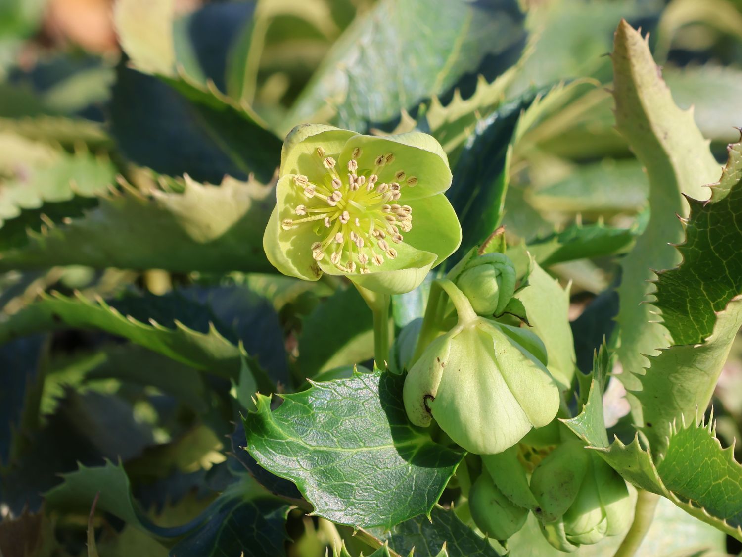 Nieswurz 'Silver Lace'