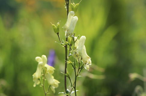 Nördlicher Eisenhut 'Ivorine' - Aconitum lycoctonum subsp. vulparia 'Ivorine'