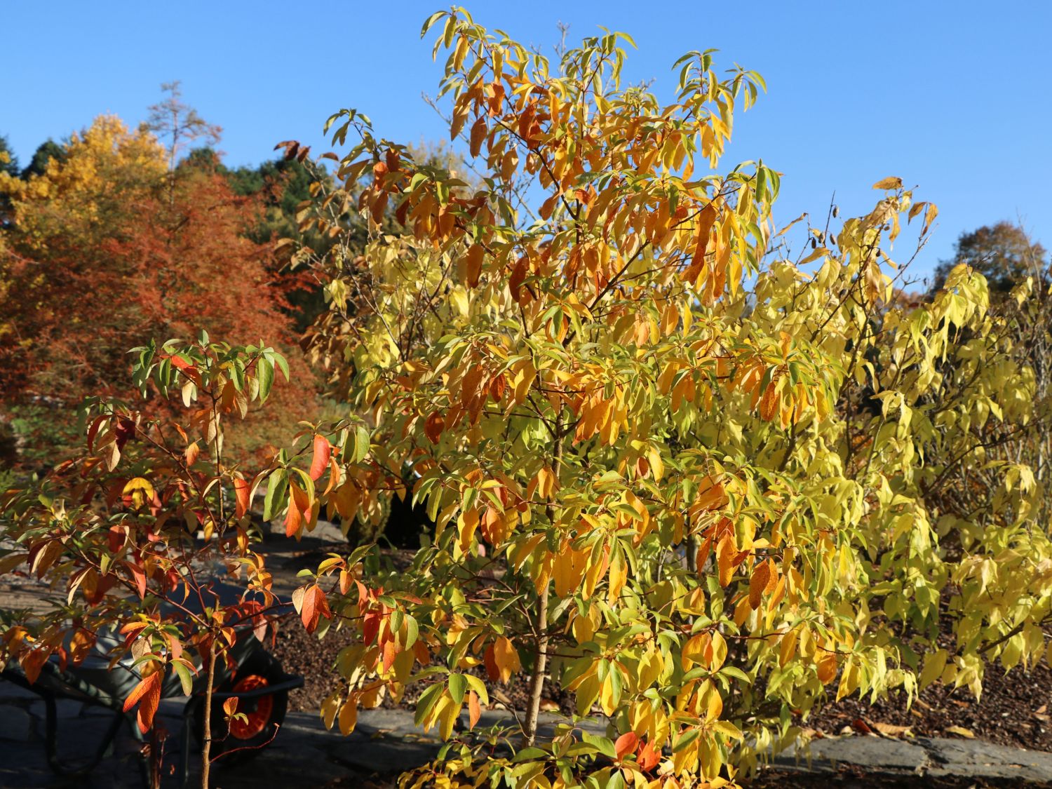 Sassafras (Sassafras)