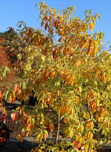 Sassafras (Sassafras)