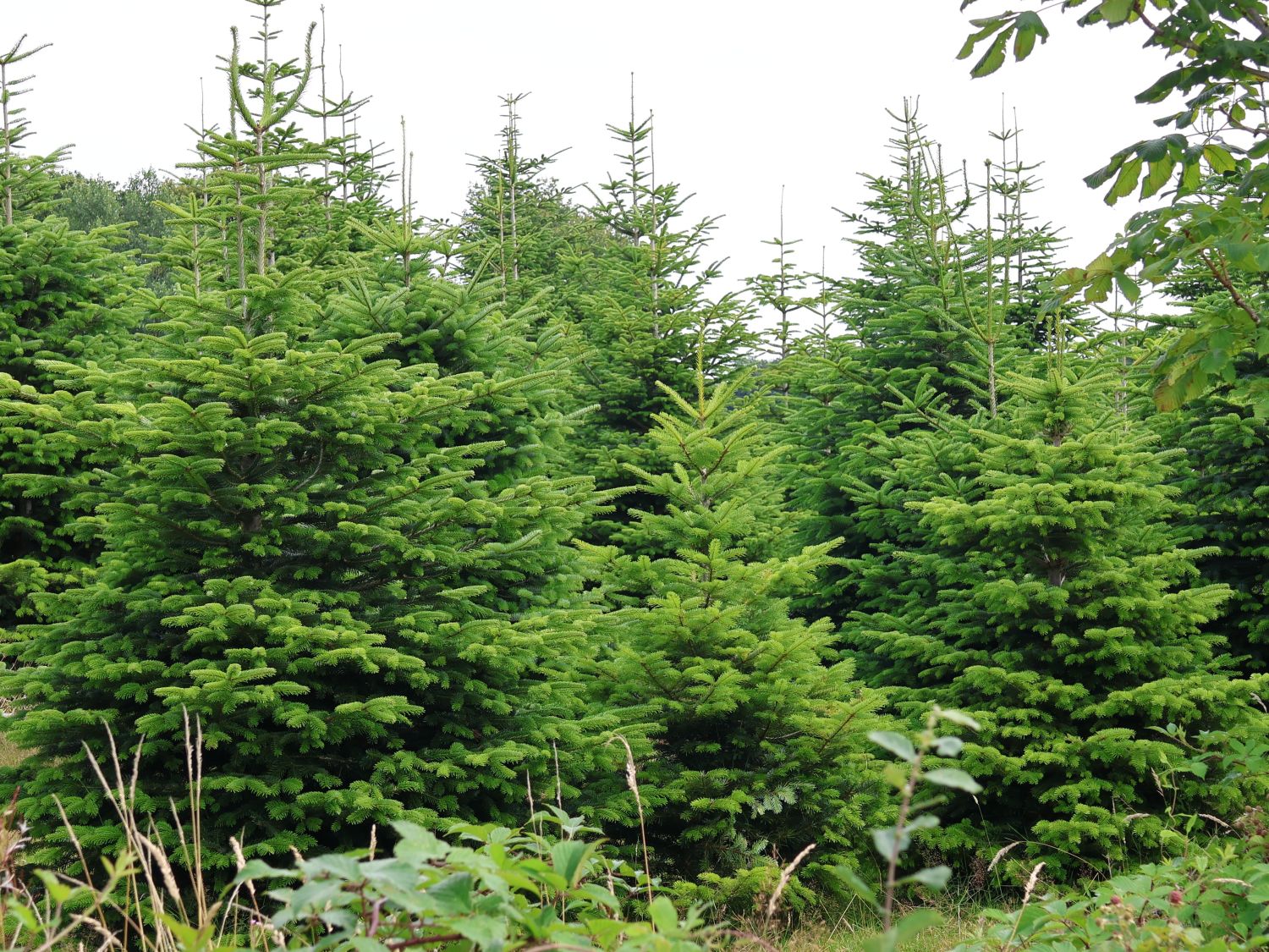 Nordmann Tanne / Kaukasus-Tanne - Abies nordmanniana