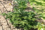 Nordmann Tanne / Kaukasus-Tanne - Abies nordmanniana