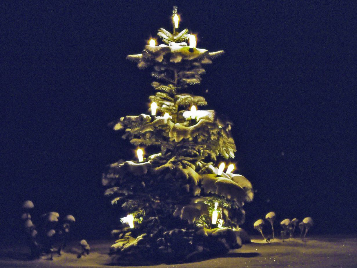 Nordmann Tanne / Kaukasus-Tanne - Abies nordmanniana