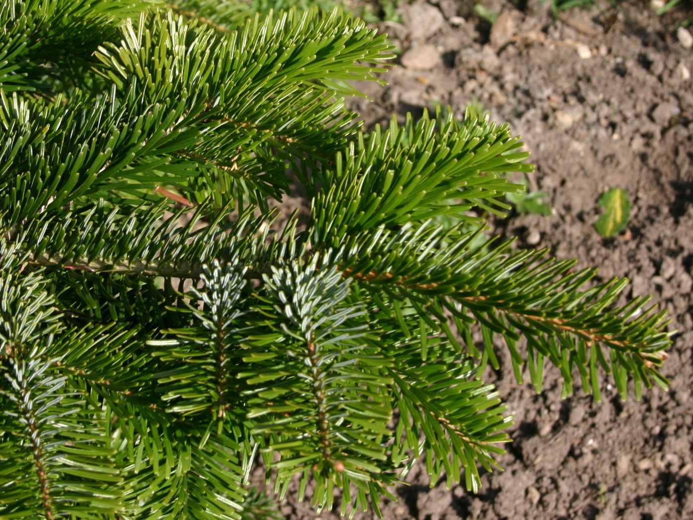 Nordmann Tanne / Kaukasus-Tanne - Abies nordmanniana