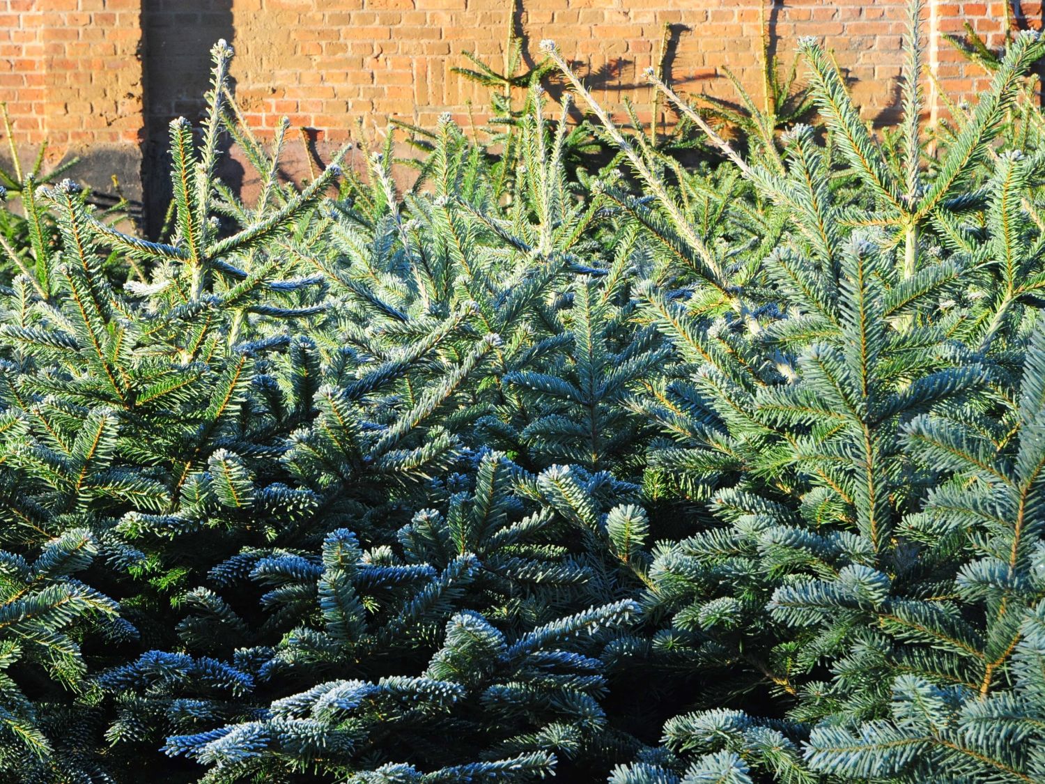 Nordmann Tanne / Kaukasus-Tanne - Abies nordmanniana
