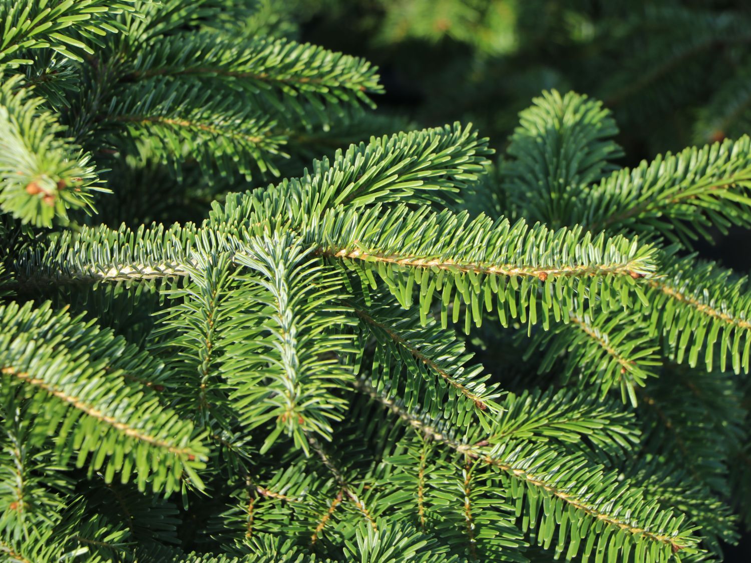 Nordmann Tanne / Kaukasus-Tanne - Abies nordmanniana