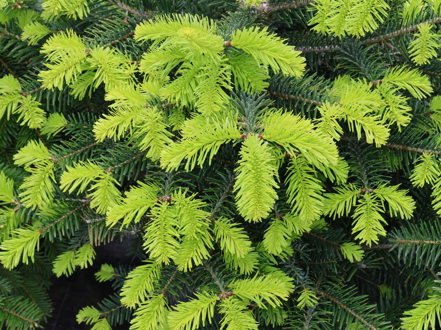 Nordmann Tanne / Kaukasus-Tanne - Abies nordmanniana