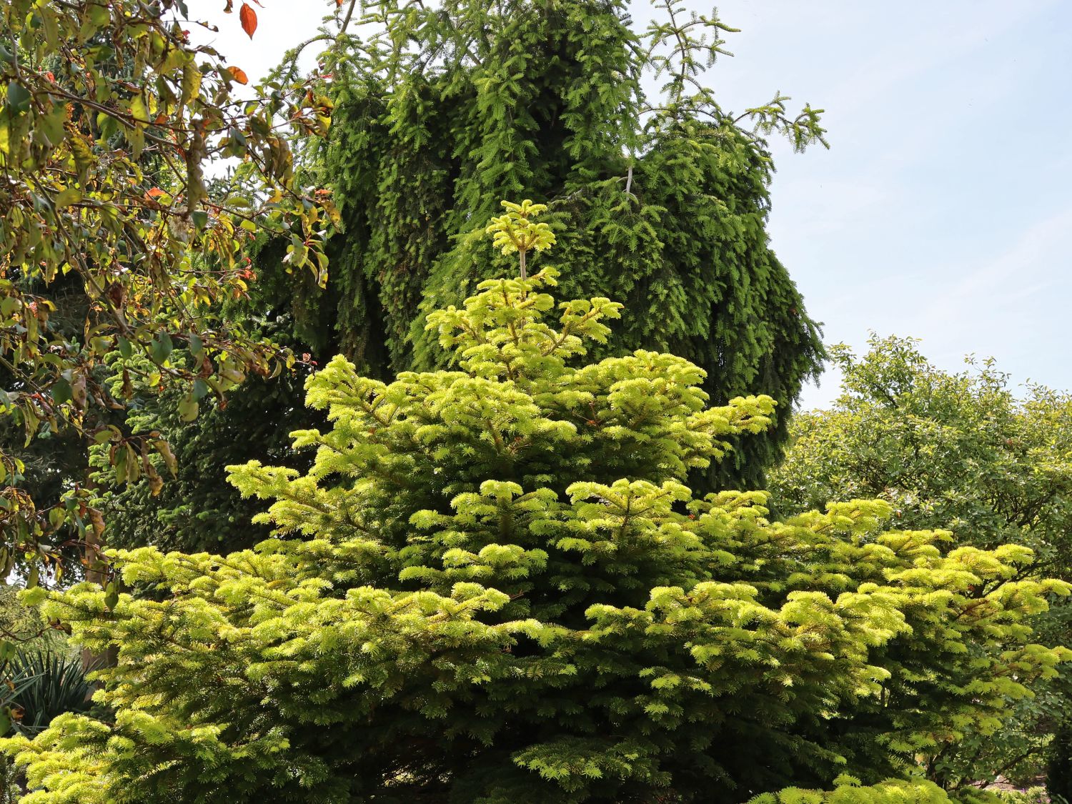 Nordmanntanne 'Golden Spreader' - Abies nordmanniana 'Golden Spreader'