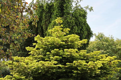 Nordmanntanne 'Golden Spreader' - Abies nordmanniana 'Golden Spreader'