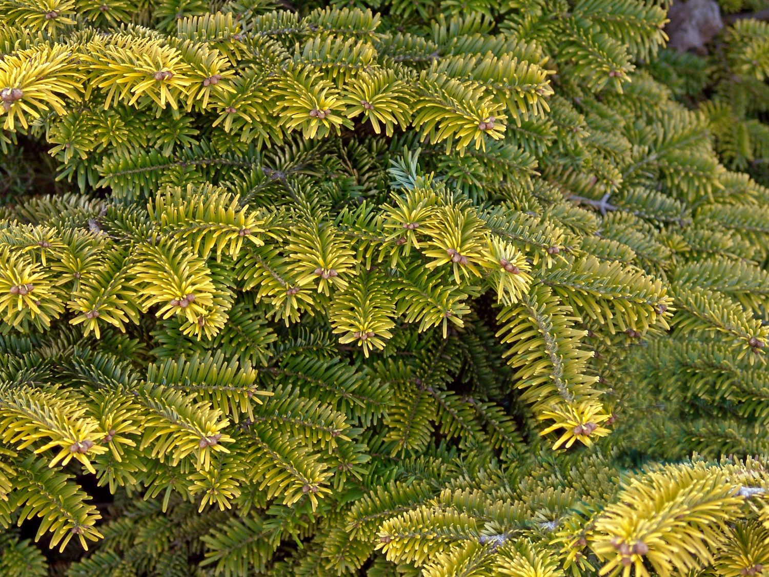 Nordmanntanne 'Golden Spreader' - Abies nordmanniana 'Golden Spreader'
