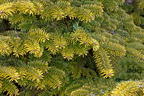 Nordmanntanne 'Golden Spreader' - Abies nordmanniana 'Golden Spreader'