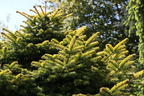 Nordmanntanne 'Golden Spreader' - Abies nordmanniana 'Golden Spreader'
