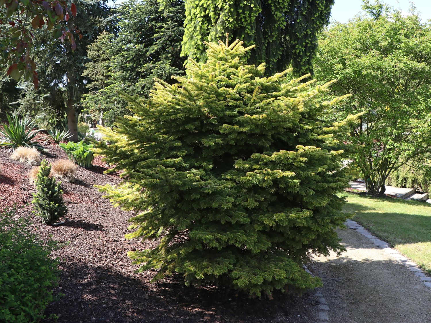 Nordmanntanne 'Golden Spreader' - Abies nordmanniana 'Golden Spreader'