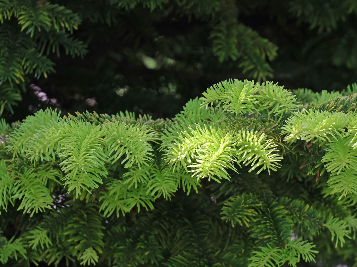 Nordmanntanne 'Golden Spreader' - Abies nordmanniana 'Golden Spreader'