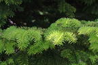 Nordmanntanne 'Golden Spreader' - Abies nordmanniana 'Golden Spreader'