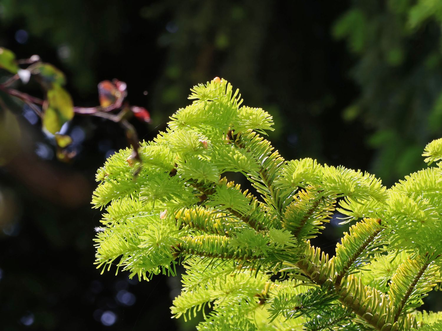 Nordmanntanne 'Golden Spreader' - Abies nordmanniana 'Golden Spreader'