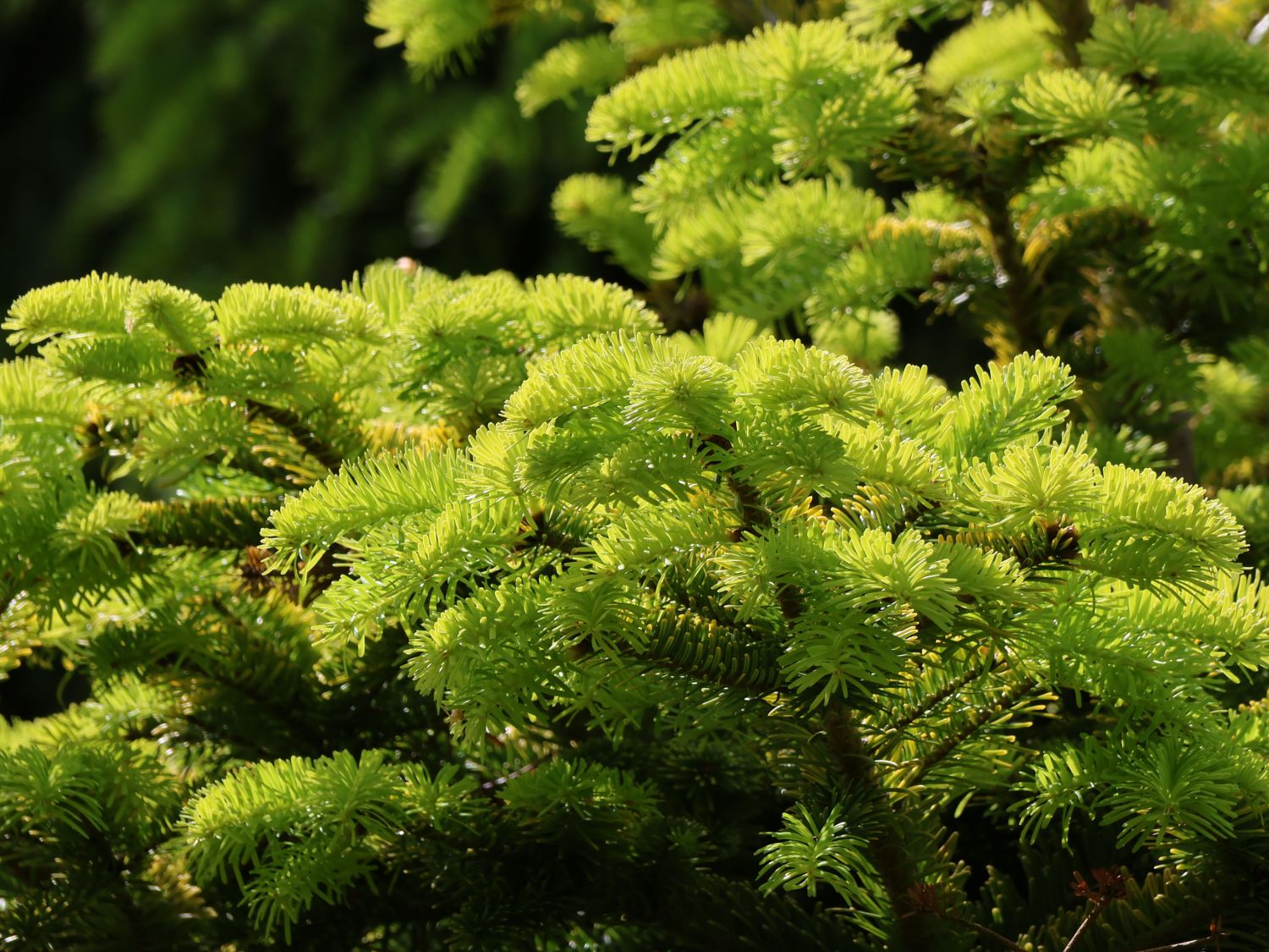Nordmanntanne 'Golden Spreader' - Abies nordmanniana 'Golden Spreader'