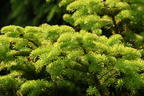 Nordmanntanne 'Golden Spreader' - Abies nordmanniana 'Golden Spreader'