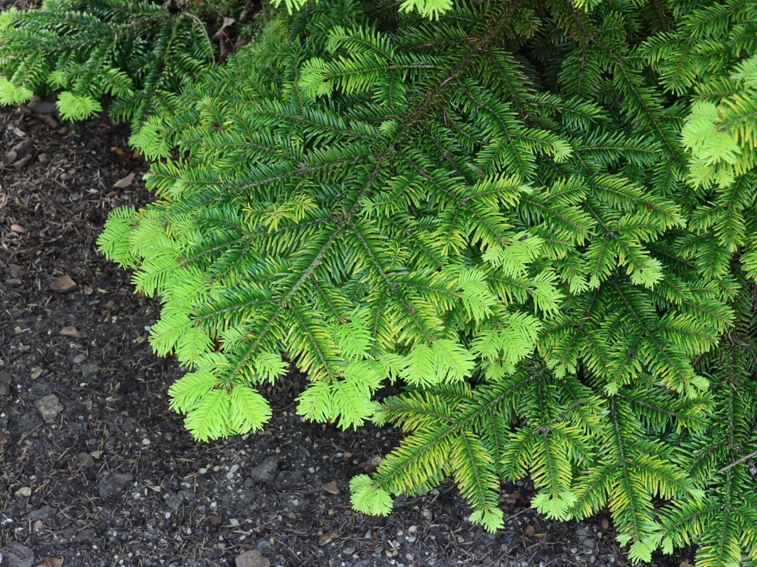 Nordmanntanne 'Golden Spreader' - Abies nordmanniana 'Golden Spreader'
