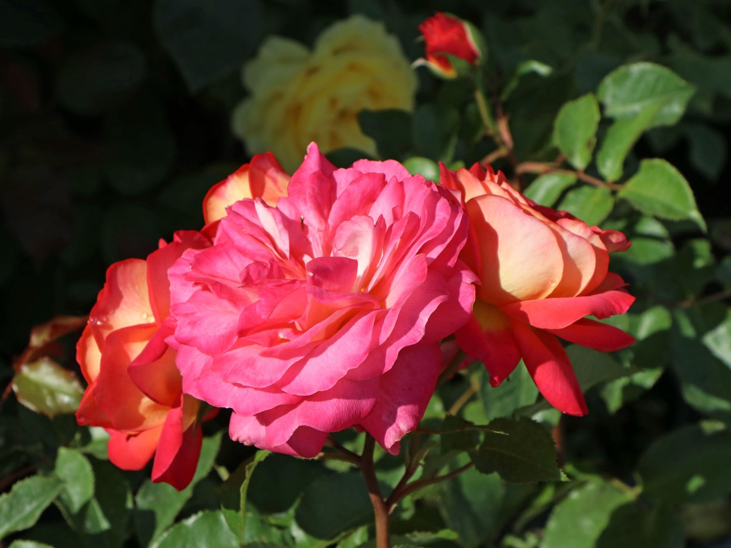 Nostalgie®-Beetrose 'Midsummer' ®