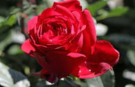Nostalgie®-Edelrose 'Admiral' ®