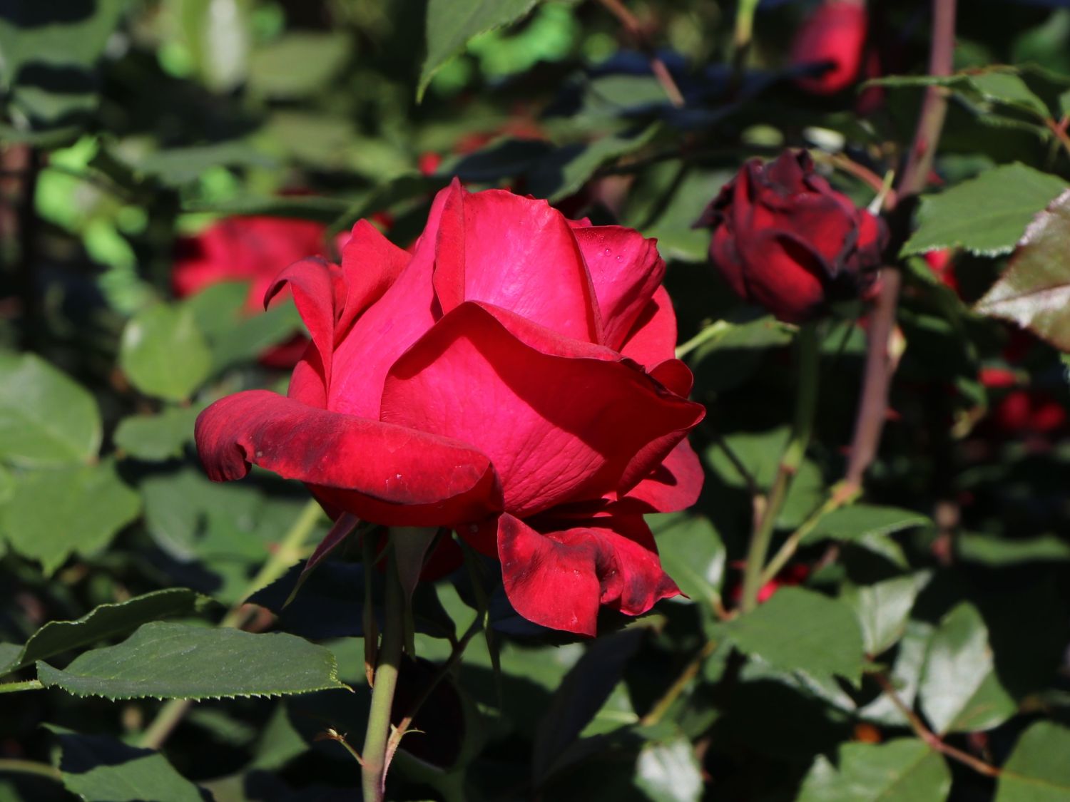 Nostalgie®-Edelrose 'Admiral' ® - Rosa 'Admiral' ®
