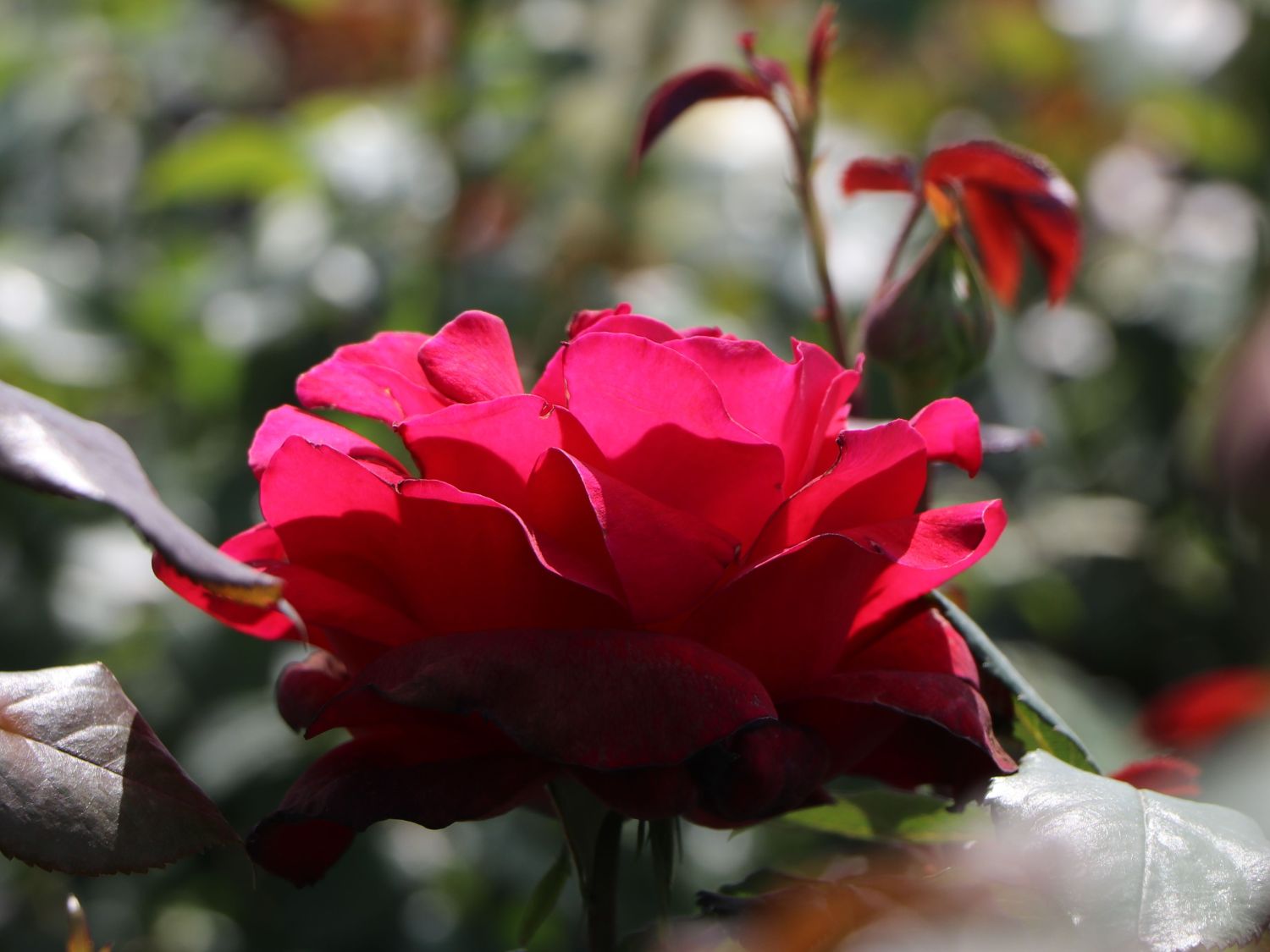 Nostalgie®-Edelrose 'Admiral' ® - Rosa 'Admiral' ®